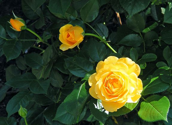 Golden Celebration photo gc2013_06140005_zpsc9f60344.jpg